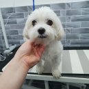 닥터각 동물병원 | 동안 강아지 콩이의 미용