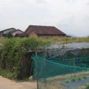 황정리 과수원 이미지