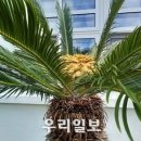 고흥-10호 이미지