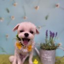 딜라잇펫 이미지