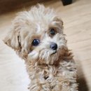 24시 스탠다드 동물의료센터 이미지