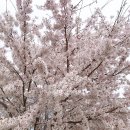 700004 | 오아시스마켓 재구매템, 유기농야채 장바구니 추천인 designlatte