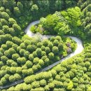 천년비자 이미지