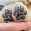 강아지발바닥