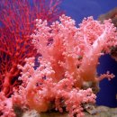 산호 이미지