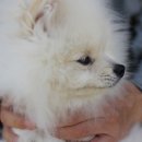 팔봉샵