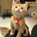 1871 | [❤️입양후기❤️] 1871.당고 😺