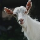 G.O.A.T 이미지