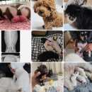 리틀파우스 이미지