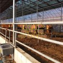 원덕목장 이미지