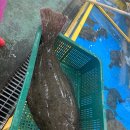 시흥 오이도 종합어시장 &#39;어망수산&#39; | 각종활어회...바가지없는 어시장 🐟🐠 | 인어교주해적단 후기 좋은...