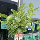 큰나무주유소 이미지