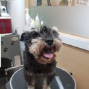 강아지song 이미지