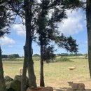 구상목장 | [성이시돌목장] 제주도 말 방목지 후기 |주차장 |입장료 (+더 예뻤던 소 목장 스팟도 공유)