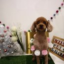 보듬펫살롱 이미지