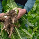 치커리(chicory) 이미지