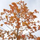 록시드갸토 미사점 이미지