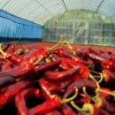 한근농장 이미지