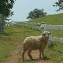 남면로-2 이미지