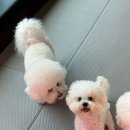 바비브라운 | 울산애견유치원 바비브라운 비숑프리제 후기