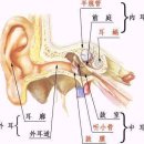 東醫寶鑑/外形篇/◆ 耳 (外形篇) 이미지