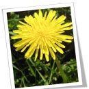 달콤한 민들레의 속 이미지