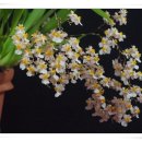 환타지아 이미지