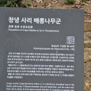 문암정 | 창녕 문암정과 창녕사리배롱나무군
