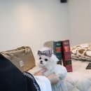 멜로디펍스 이미지