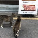 고기먹자 이미지