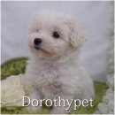 미루농장 | 대구 꼬똥드툴레아 분양 안 보이면 괜히 찾게 되는