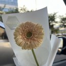 램인보우