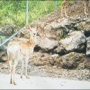 늘푸른사슴목장 이미지