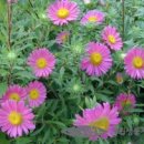 야생화 자수 이미지