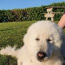 미들아일랜드(middle island) 이미지