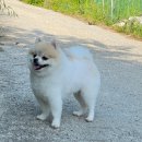 봉산동 강아지 이미지