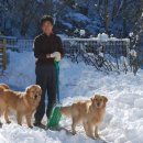 강릉송이 이미지