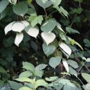 개다래Actinidia polygama (Siebold &amp; Zucc.) Planch. ex Maxim. 이미지