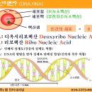 경이로운 핵산 파워 이미지