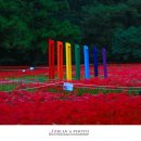 선운사꽃무릇 이미지