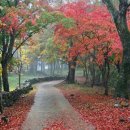 오늘의숲 이미지