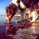 보듬동물병원 이미지