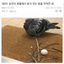 둥지