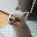 천풍동물병원 | 인플모 이벤트로 저자극 엠보싱 반려동물 매일원티슈 츄르~