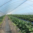 조안농장 이미지