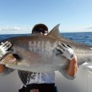 피시매니아 이미지