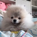 수멍발소 이미지