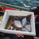 전라도세꼬시 | [강릉맛집] 강릉 배낚시 회뜨는 곳 강릉 전라도집 가자미회 후기