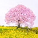 수생목