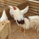 조은농장 이미지